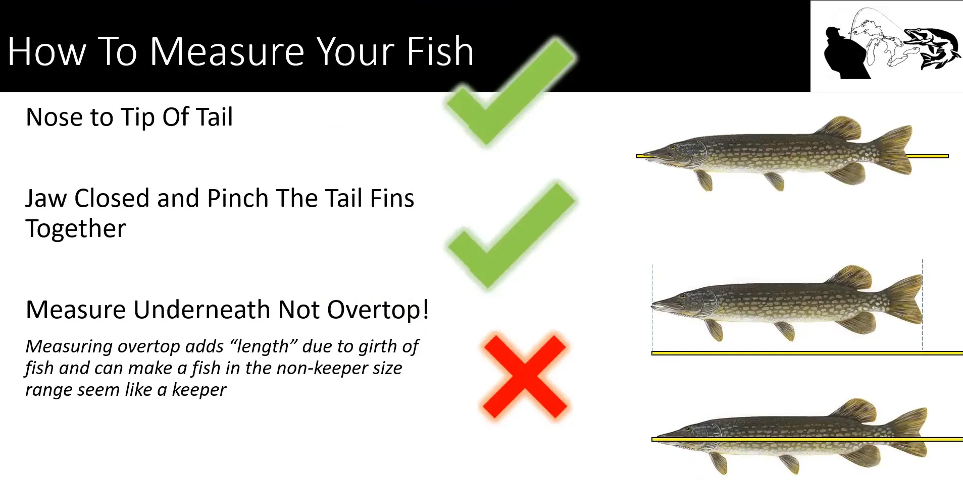 Proper way to measure fish length