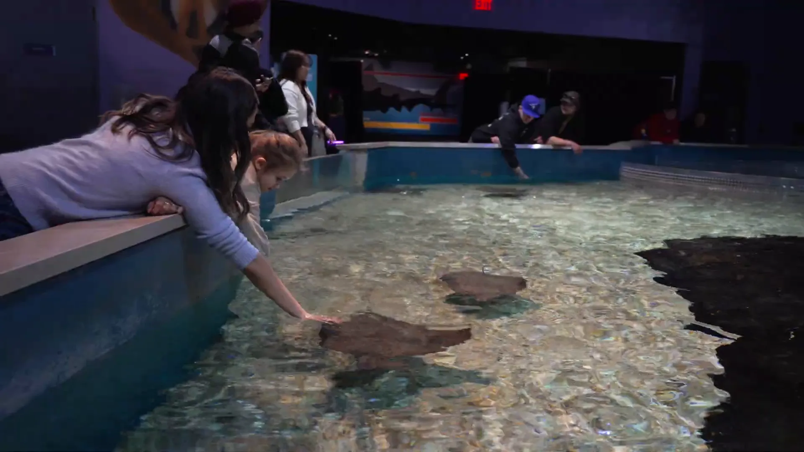 Visitors touching stingrays in Shoreline Gallery